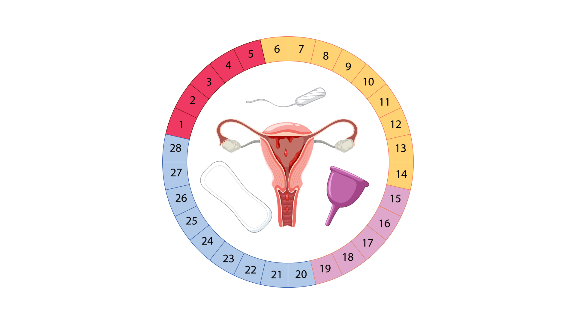 You are currently viewing What Phase Is Day 18 of Menstrual Cycle: Luteal Phase Guide