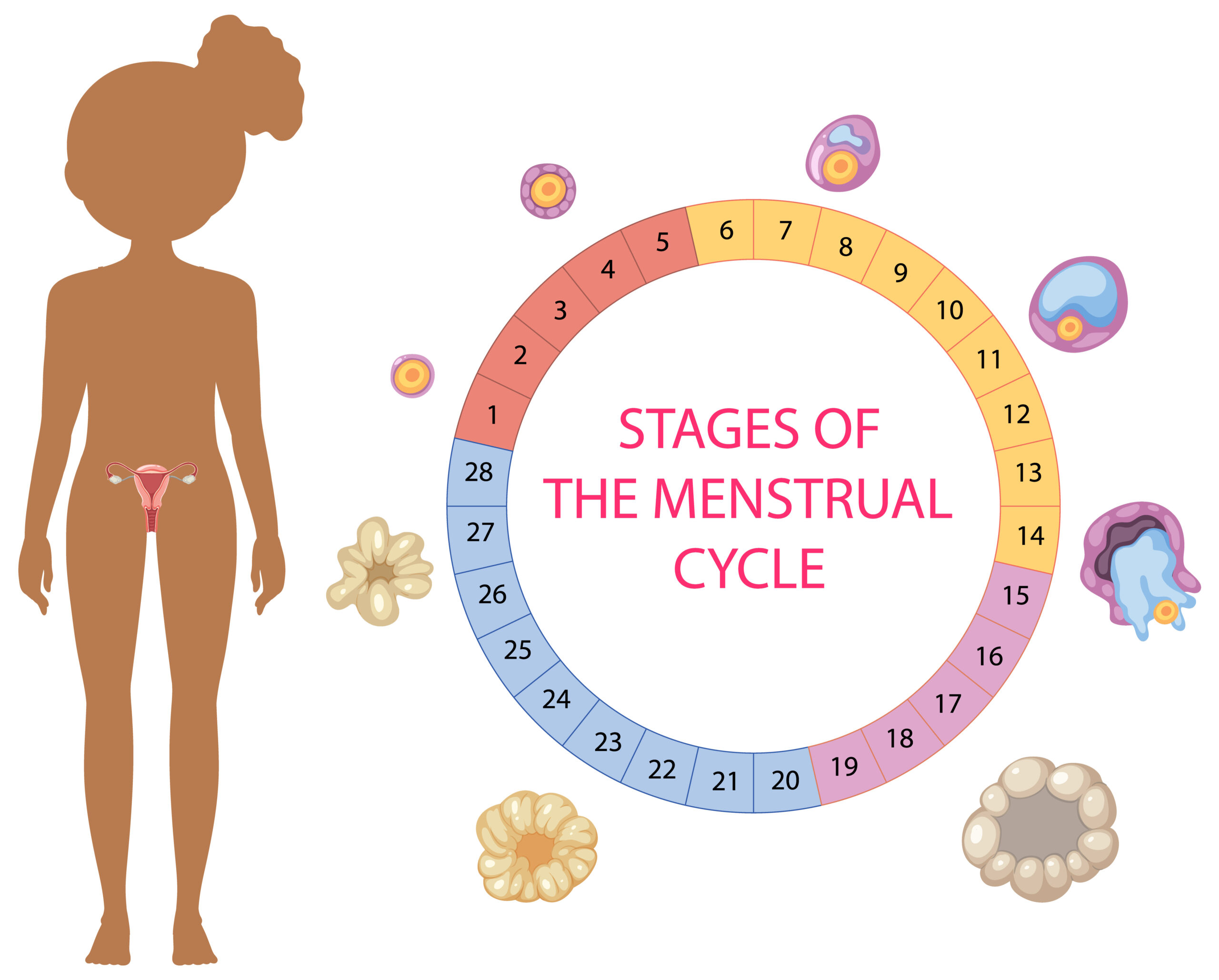 Read more about the article How You Feel At Different Stages Of Menstrual Cycle